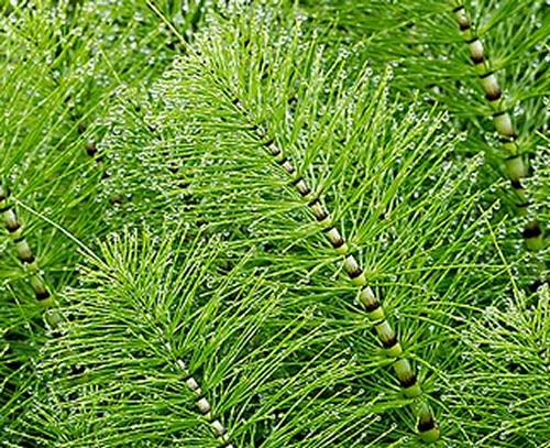 equisetum hair care