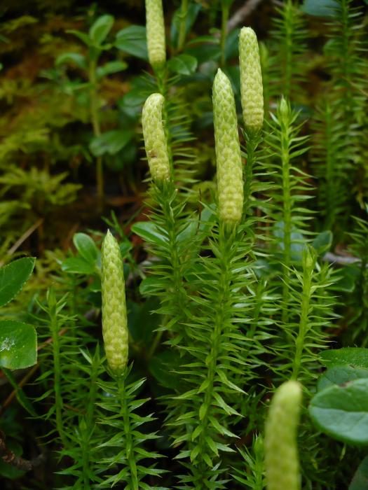 lycopodium hair care