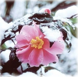 Camellia Sasanqua Oil