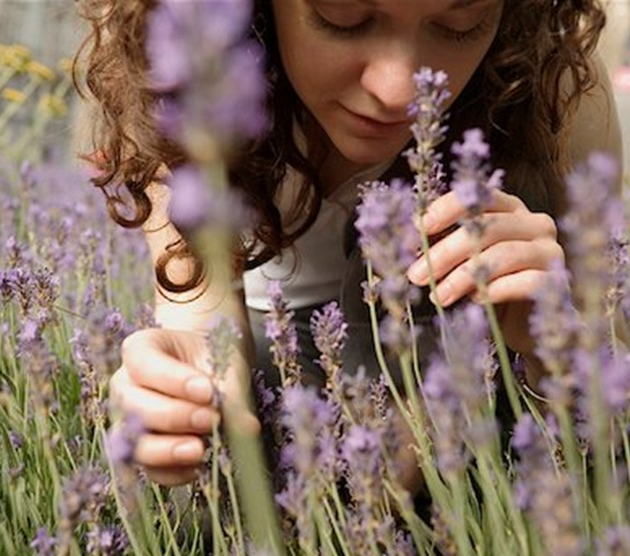 lavanda