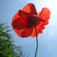 poppy oil antiage