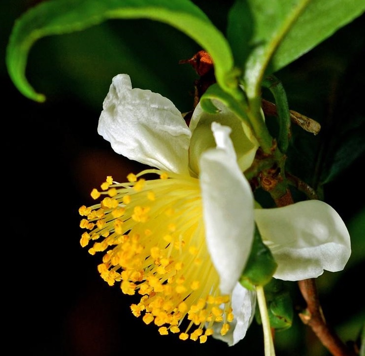 camellia