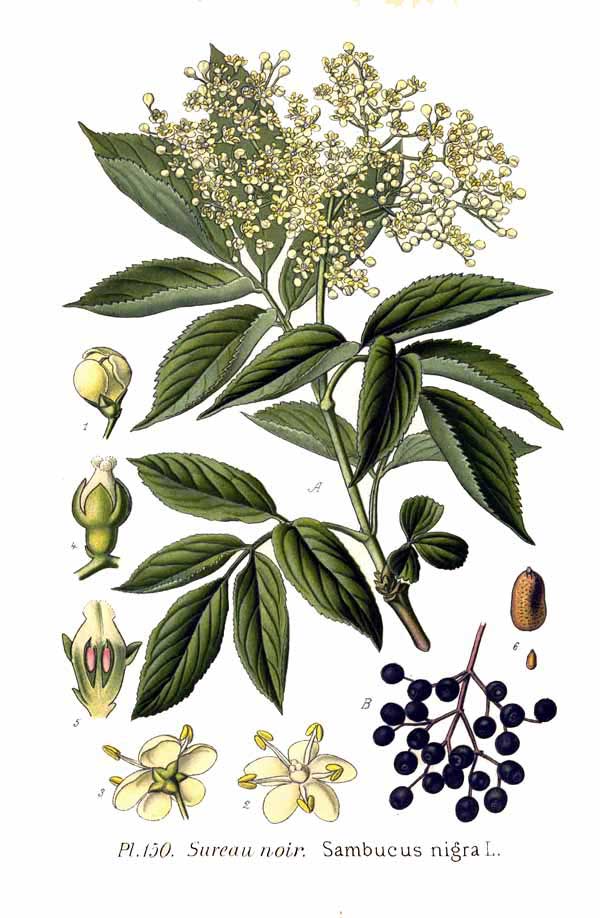 sambucus nigra D
